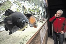 Bodo idrijski akvarij jeseni preselili v ljubljanski Kolosej?
