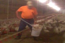 Video dneva: Šokantni posnetki nehumanega ravnanja s piščanci in druga plat zgodbe