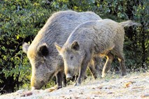 Vse več je napadov divjih svinj - tudi v naseljih