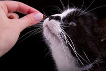 Mačji briketi pod drobnogledom ZPS: mačka bi verjetno kupila … miš   
