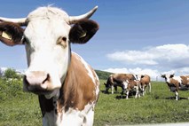 Po osemletnem premoru je za boleznijo norih krav umrla deveta žival pri nas