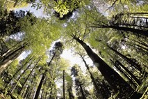 Tudi računsko sodišče ima pomisleke ob ustanavljanju novega podjetja Slovenski državni gozdovi