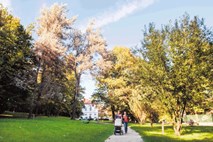 Mestni park Tivoli: Tivolski drevoredi so bili Ljubljančanom od nekdaj v ponos