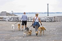 Človek in pes: Alfakanov naravni pasji trening