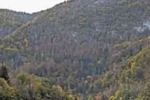 Zaradi lubadarja letos poškodovan rekorden obseg slovenskih gozdov