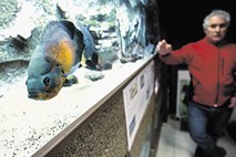 Zdaj tudi uradno: najlepši akvarij bo na ogled v Koloseju