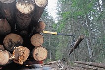 Predelovalce lesa je ob ustanavljanju novega državnega gozdarskega podjetja strah, da bodo ostali brez surovine