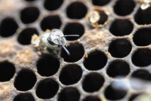 Veterinarji: Slovenski čebelarji so  tudi letos večino čebeljih družin zdravili z nedovoljenimi pripravki 