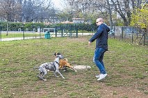 Človek in pes: Igra je zahtevna, a nujna za vzgojo psa