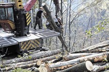 Stroka zaradi ustanavljanja novega gozdarskega podjetja svari pred kaosom v državnih gozdovih 