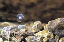 Čudež v Postojnski jami: človeška ribica  izlegla jajčece