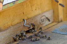 Uprava za varno hrano je razkrila prve čebelarske grešnike