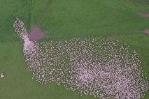 Dih jemajoč posnetek premikanja ovčje črede iz zraka