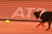 Štiri psičke od zavetišča do pobiranja žogic na teniškem turnirju
