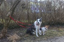 Vodniki psov v Logatcu pod drobnogledom zaradi pobiranja kakcev