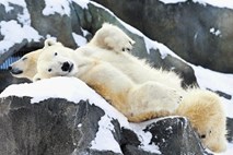  Taljenje  večnega ledu desetka družino severnih medvedov