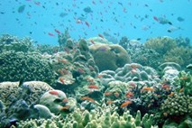 Veliki koralni greben pred najhujšo preizkušnjo v zgodovini svojega obstoja