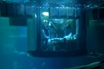 Spanje v družbi 35 morskih psov deset metrov pod vodo 