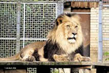 V Živalski vrt Ljubljana bodo vrnili kralja živali