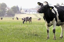 Pridelovalci mleka v  enakem  položaju kot naftarji