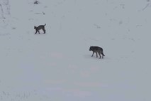 Izjemno redko bližnje srečanje risa in volka v zasneženem delu Poljske