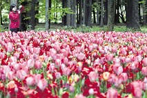 Barviti tulipani v visokih gredah Arboretuma kot na modni stezi