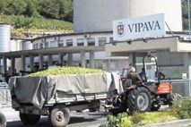 Vipavska vinska klet vse bližje stečaju