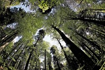 Teden slovenskih gozdov: V državnih gozdovih ne more biti slabše, kot je bilo doslej