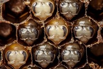 Prvih 21 dni razvoja čebele od jajčeca do odraslosti strnjenih v 60 sekund