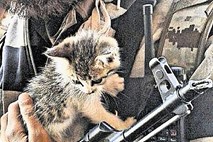 Mačji mladiči kot propagandno orožje IS