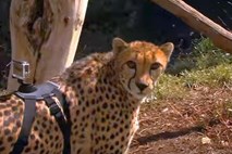 Gepard z GoPro kamero, pritrjeno na hrbtu, posnel lastno gibanje 