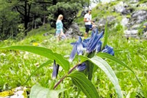 Botanični vrt Juliana v Trenti praznuje 90-letnico