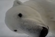 Svet s perspektive polarnega medveda