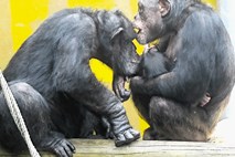 Šimpanza Neža in Boris ponosno razkazujeta svoj podmladek