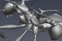 Novi vrsti mravelj so poimenovali po zmajih iz Igre prestolov