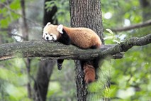 Zvezde živalskega vrta: Mačji pande na dan pojedo skoraj toliko hrane, kot so težki