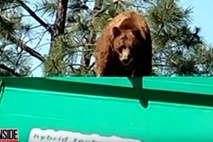 Medved potoval na strehi smetarskega tovornjaka 