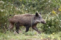 Toskanska vojna z divjimi svinjami