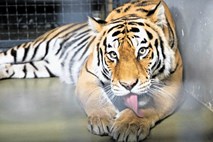 Zvezde živalskega vrta: Tigra v ljubljanskem živalskem vrtu vihata nos nad ovčjim in svinjskim mesom 