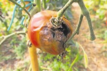 Davor Špehar, agronom: V topli jeseni paradižnik zori do oktobra