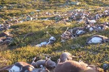 Strela ubila več kot tristo severnih jelenov