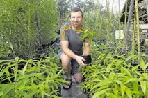Uroš Videmšek, biolog: Niso vsi bambusi invazivne rastline