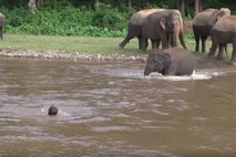 Slonica pritekla na pomoč človeku v deroči reki