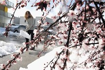 Ljubljanska občina namenja milijon evrov za odpravo posledic snegoloma