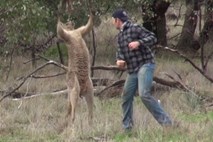 Z direktom na gobec zmedel kenguruja in tako rešil svojega psa