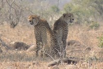 Na poti do izumrtja tudi gepardi