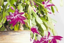 Božični kaktus: zacveti, ko druge rastline mirujejo