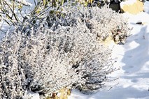 Snežna odeja za toplejše spanje rastlin