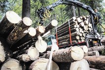 Slovenska hlodovina prek prekupčevalcev z lesom še vedno konča na avstrijskih žagah 