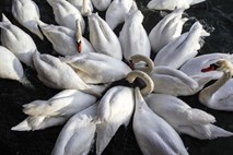 Na območju Lendave je v zadnjih štirih dneh poginilo blizu sto labodov